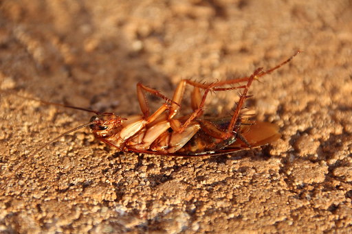 Safest Pest Control Methods